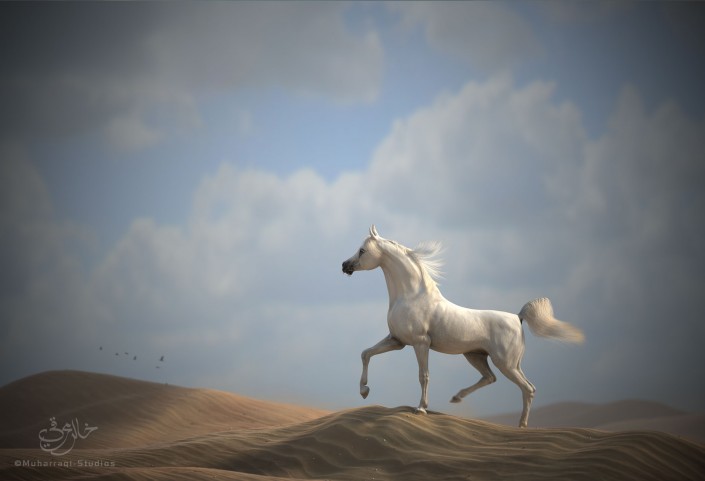 arabians_horse2